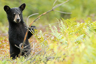 Algonquin’s Black Bears and their Cubs