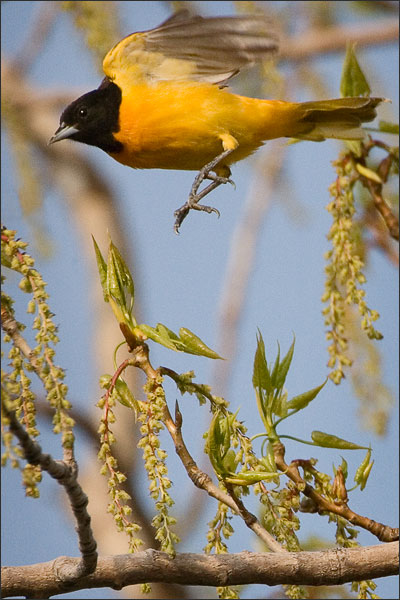 The Male Baltimore Oriole - Point Pelee