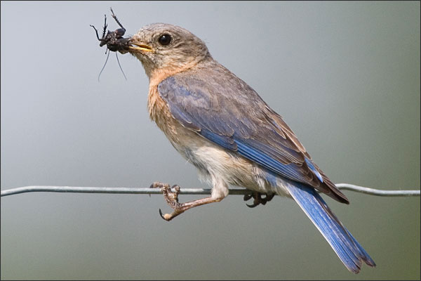 Eastern Bluebird Female With Insect