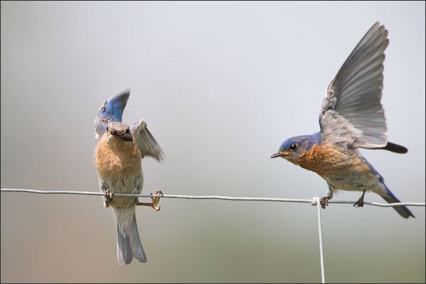 Eastern Bluebirds Arguing Over Food