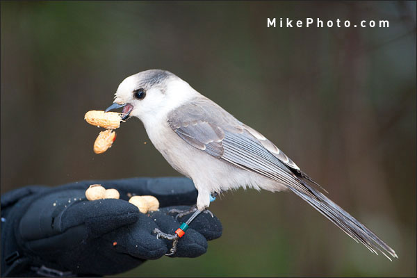 Gray Jay in Algonquin Park Selecting Food from Hand