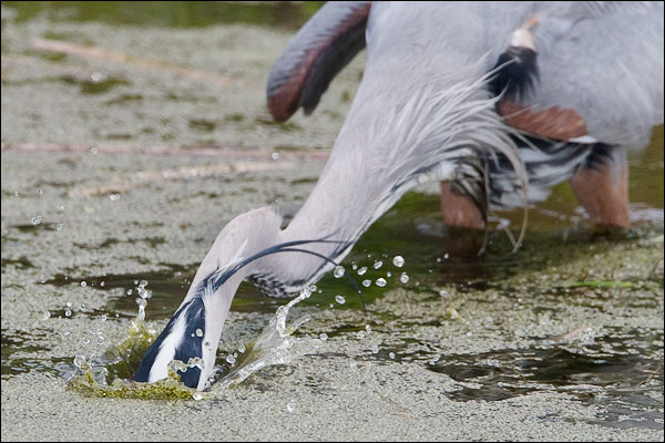 Great Blue Heron Plunging Head in Water