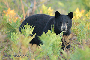 Black bear in Algonquin Provincial Park walking by a few meters in front of my camera.