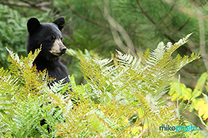 A black bear cub standing up to look after its mom in Algonquin Provincial Park.