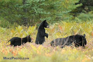 A female black bear with 2 cubs eating blueberries in Algonquin Provincial Park.