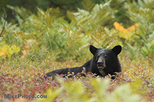 A female black bear resting in the wild blueberries field in Algonquin Provincial Park.