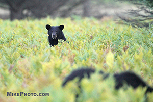 Black bear females resting in a wild blueberry field in Algonquin Provincial Park.
