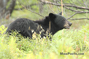 A female black bear in Algonquin Provincial Park looking forward after cubs.
