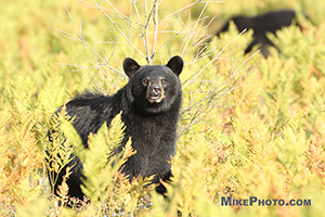 A tagged female black bear smelling the air towards the photographer in Algonquin Provincial Park.