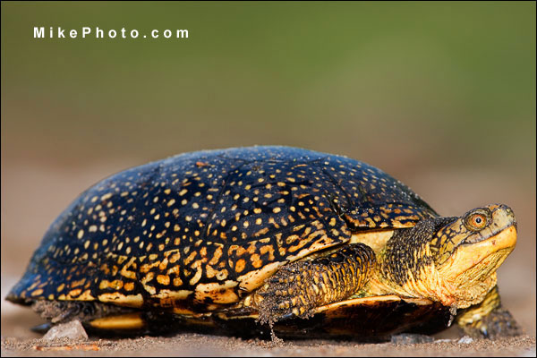 The Female Blandings's Turtle in Ontario