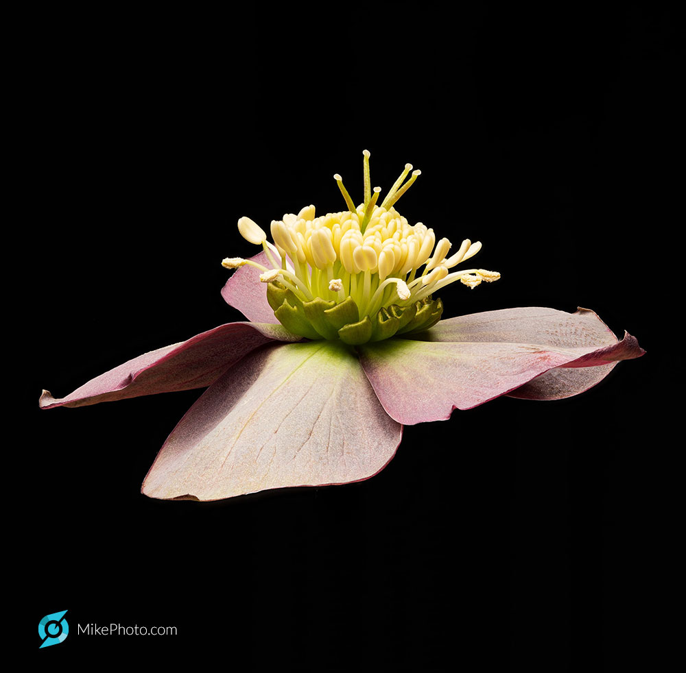 Hellebores, commonly called Lenten rose