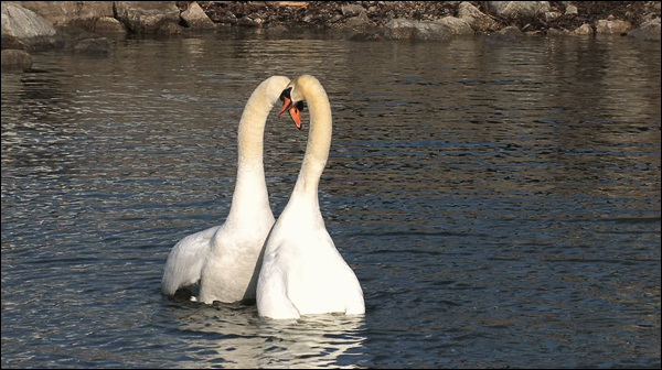 Royal Mute Swan mating ritual in Ontario