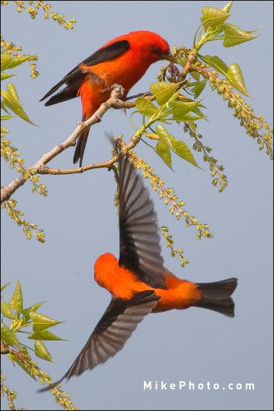 Scarlet Tanagers Squabbling at Point Pelee, Ontario